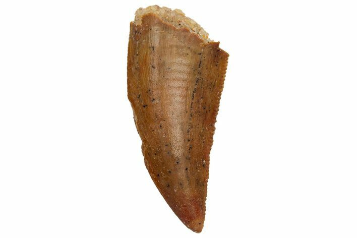 Serrated, Raptor Tooth - Real Dinosaur Tooth #233067